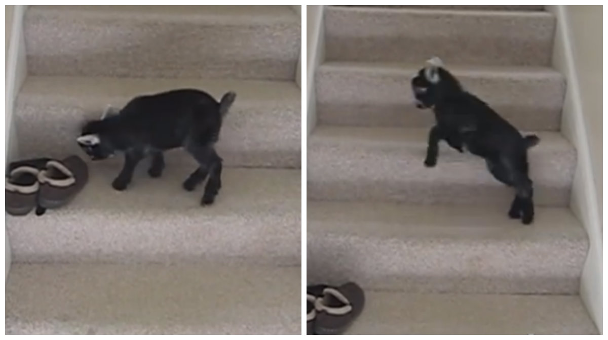 Bebis, Get, Djur, Getter, Sötchock