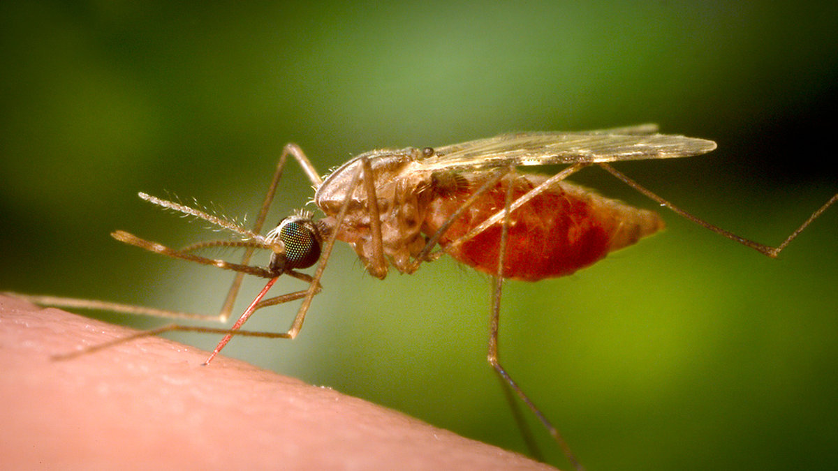 En ny typ av myggnät som använts i 17 afrikanska länder beräknas ha hindrat 13 miljoner malariafall under en treårsperiod.