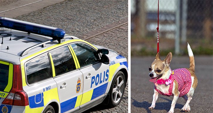 Hund, Chihuahua, Lund, Polisbil