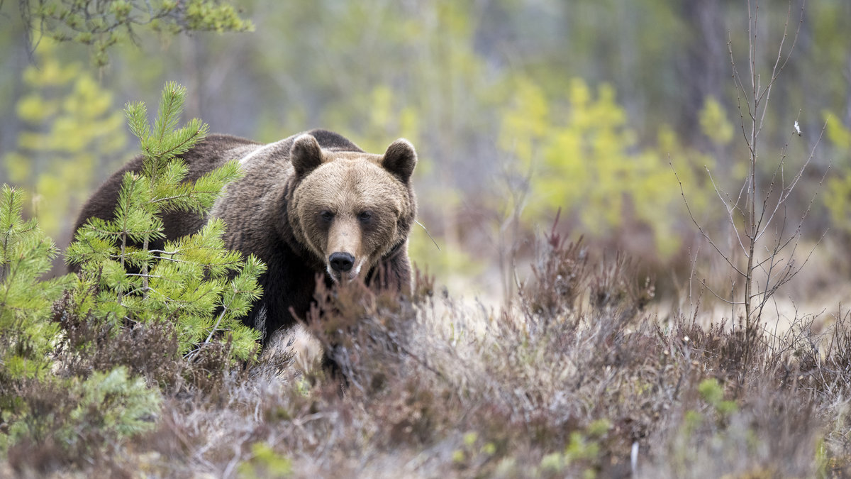 Två jägare har blivit attackerade av björnar under jakt.