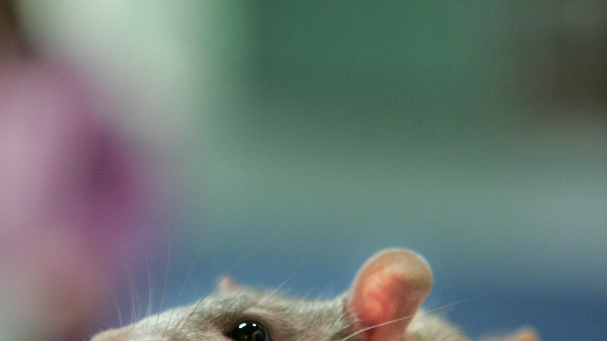 Transplantation av stamceller är en teknik som fungerat på råttor. 