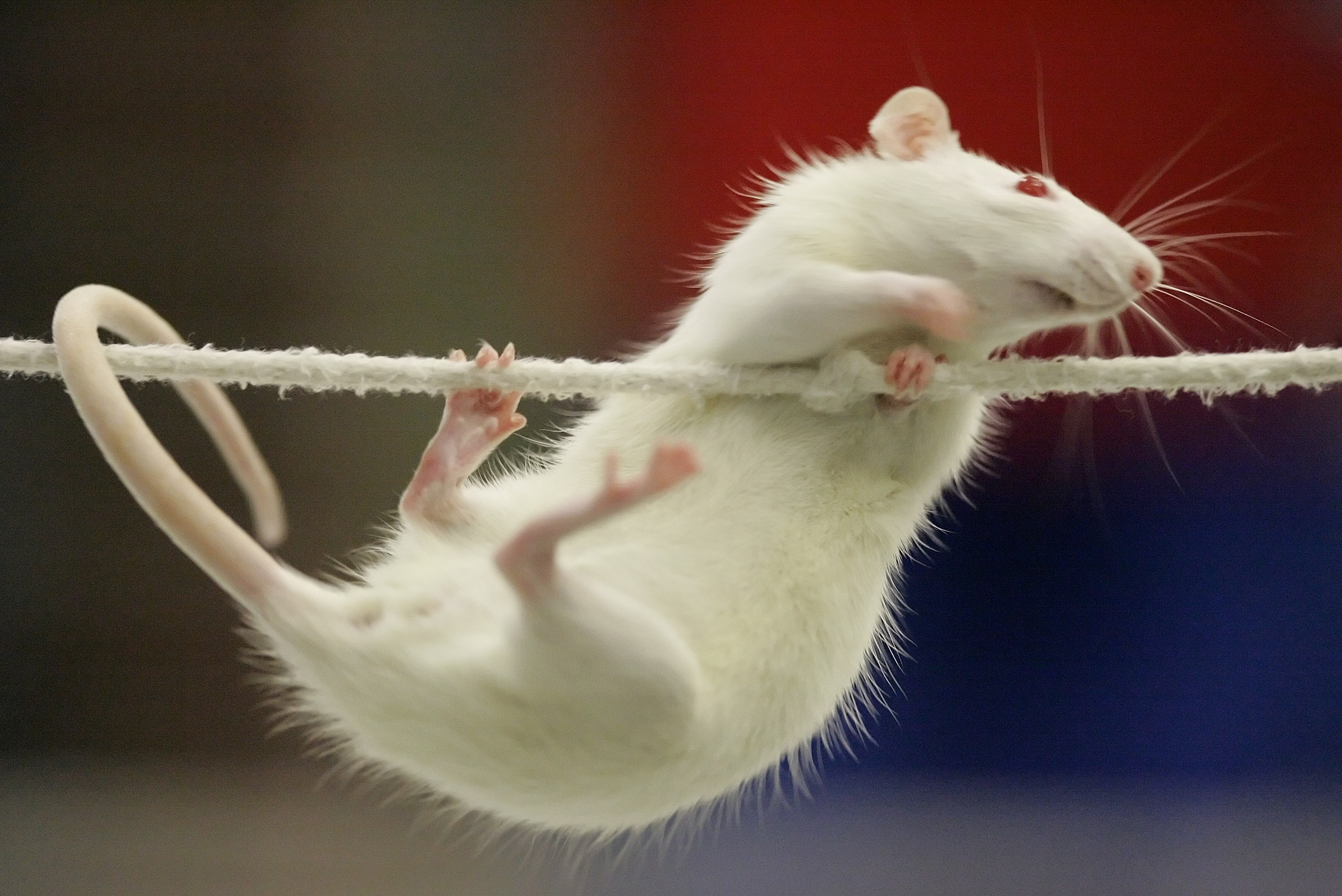 Monsterråttan är fortfarande på fri fot. Råttan på bilden har ingen koppling till råttan i artikeln.