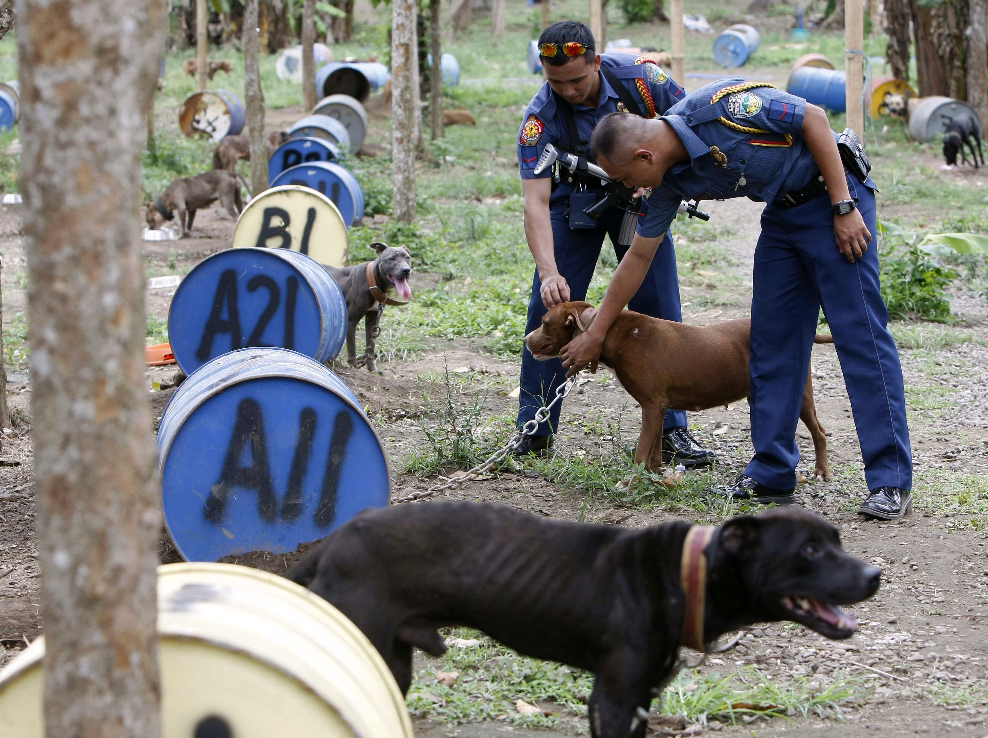 Hundfighter är relativt ovanligt i Filippinerna varpå myndigheterna misstänker att tävlingarna anordnats utomlands.