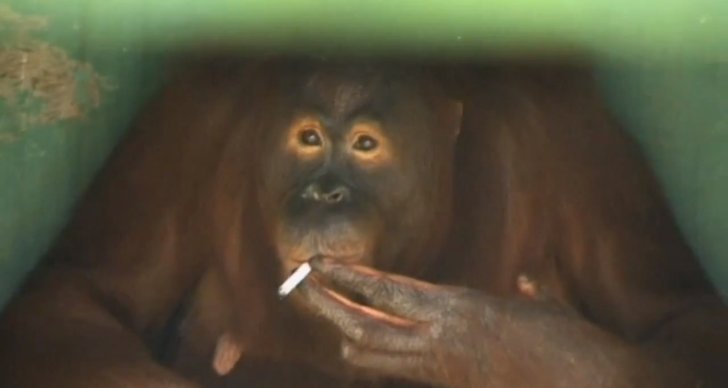 Djur, Rökning, Cigaretter, Katt, orangutang, Schimpans
