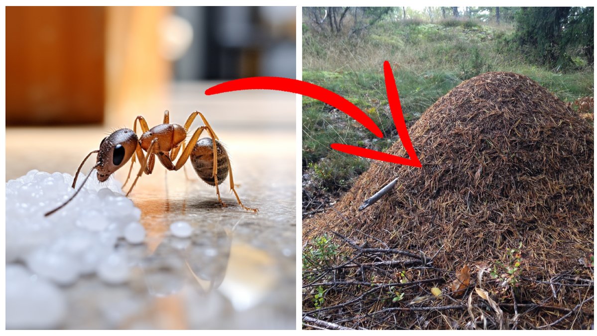 Att myror flyttar in i ens hem är mindre kul, men med rätt strategi kan man faktiskt få dem att flytta ut i skogen igen.