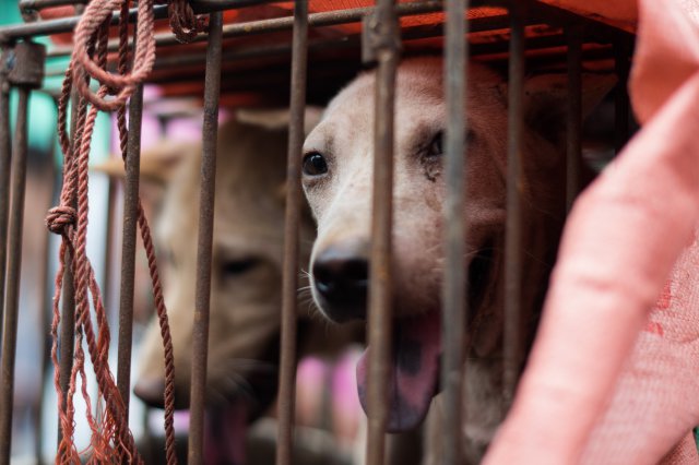 Hund, Kina, Yulin, Djurrättsaktivist