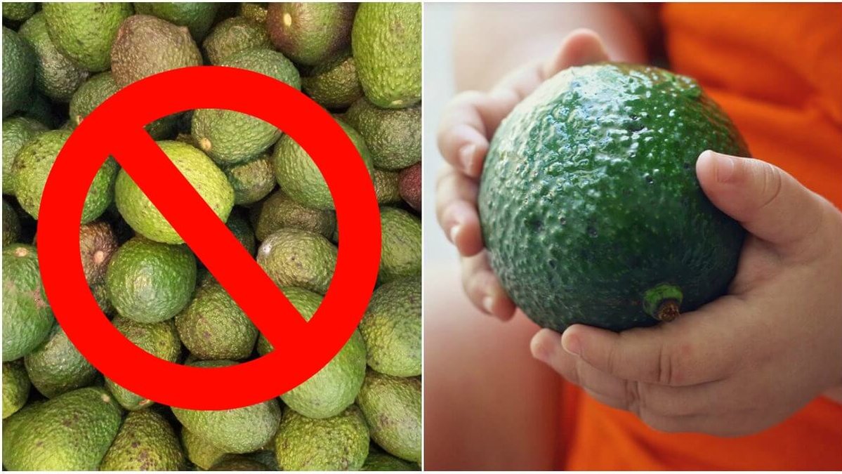 Det finns en viktig anledning att överväga om du verkligen ska äta avokado. 