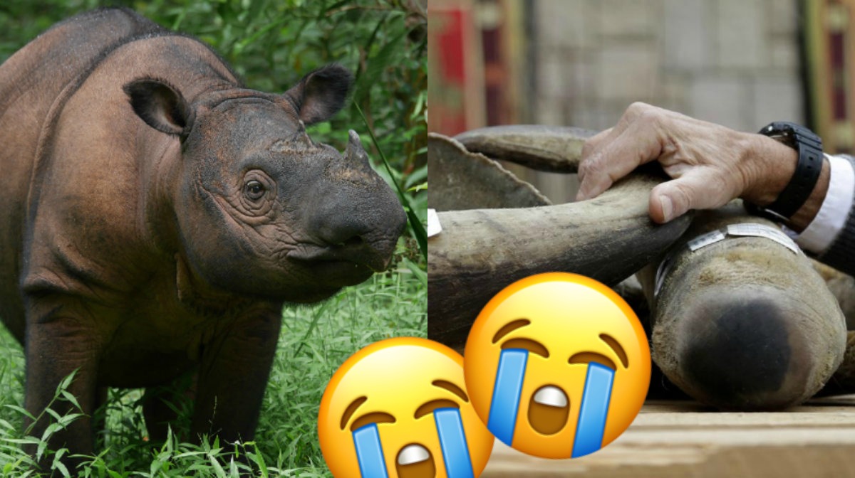 Nu är det lagligt att handla med noshörningshorn i Sydafrika.