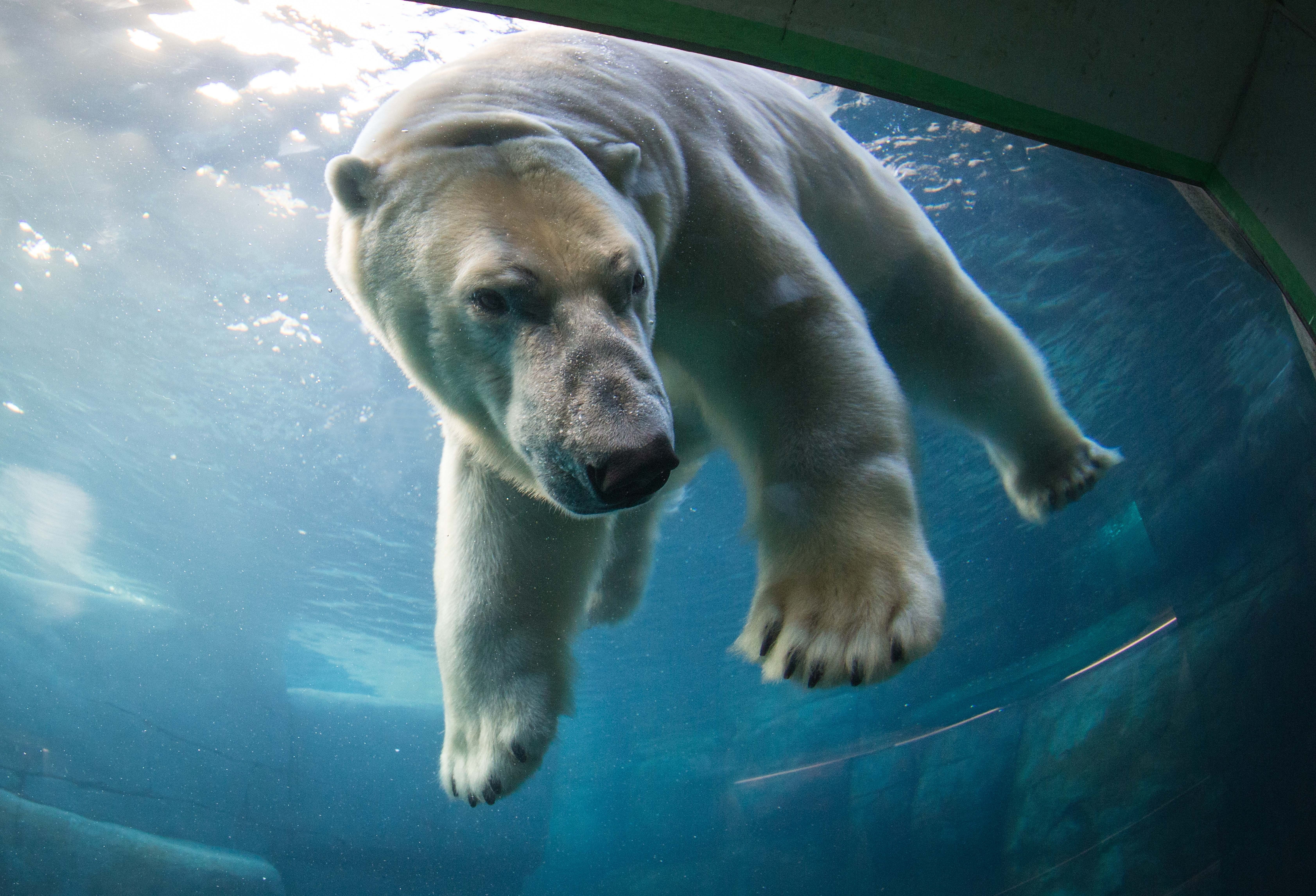 En genomsnittlig isbjörnsmamma föder mellan fyra och fem barn under sin livstid.