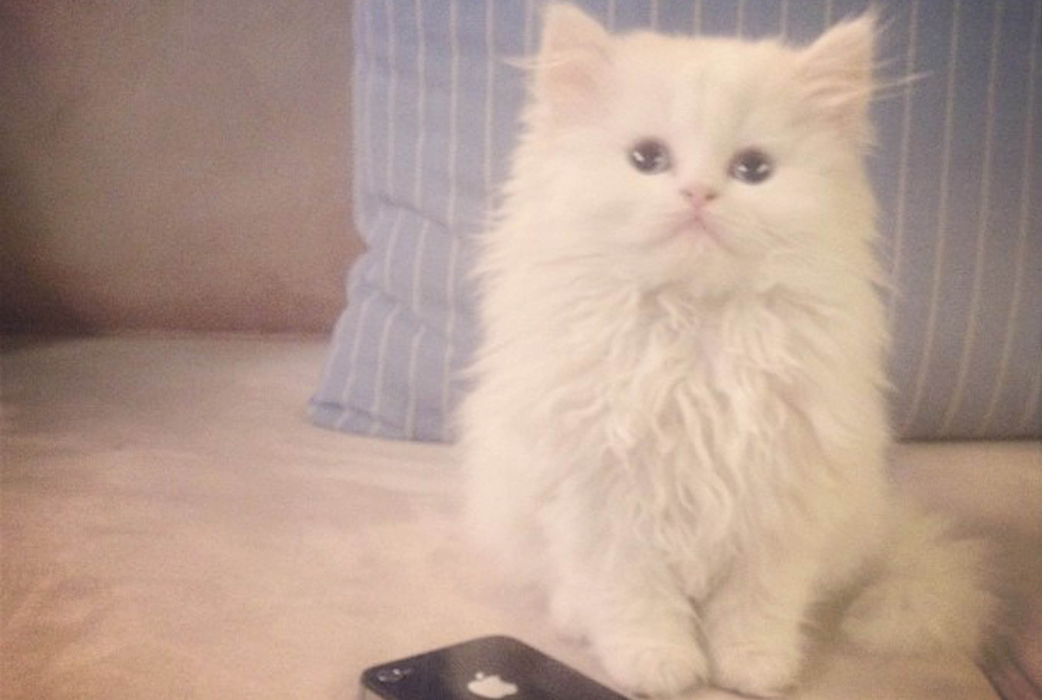 Kim Kardashians kattunge Mercy, internets mest deprimerade katt. Kim Kardashians kattunge Mercy, internets mest deprimerade katt.