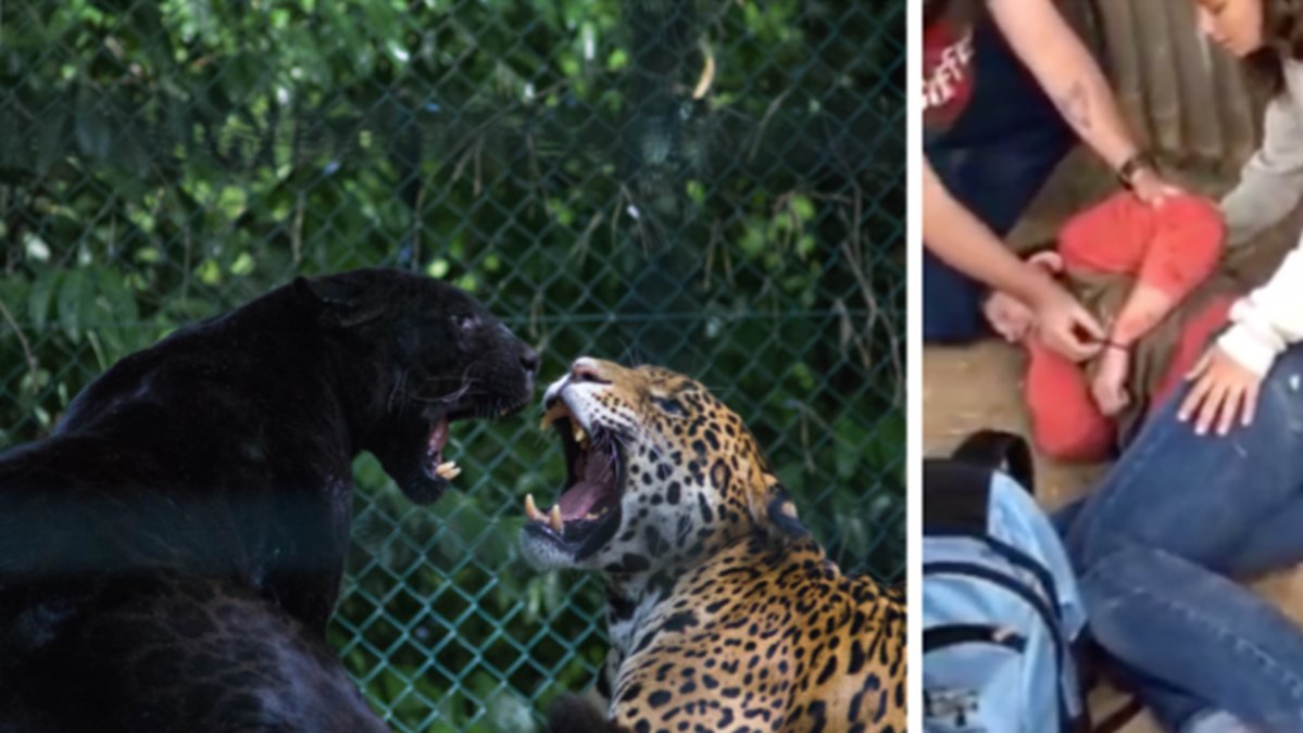 Jaguar, zoo, kvinna. 
