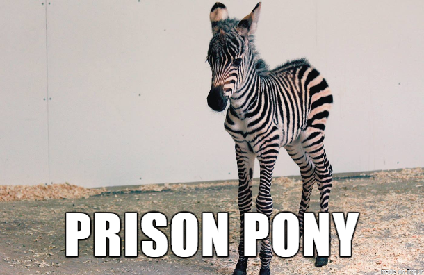 Naaw, en "fängelse-ponny" <3 Naaw, en "fängelse-ponny" <3