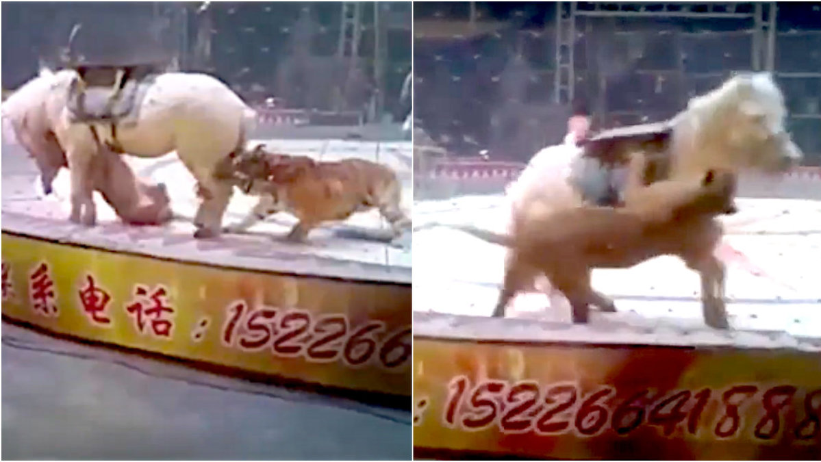 En häst på en cirkus i Kina attackerades av ett lejon och en tiger.