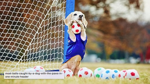 Hund, Geddit, Guinness Rekordbok, Nyheter24, Vinnare