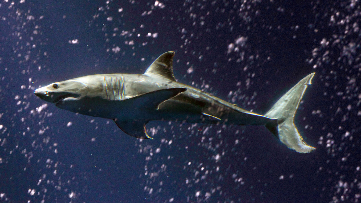 Ett akvarium innehållandes hajar brast i ett köpcentrum i Shanghai förra veckan.