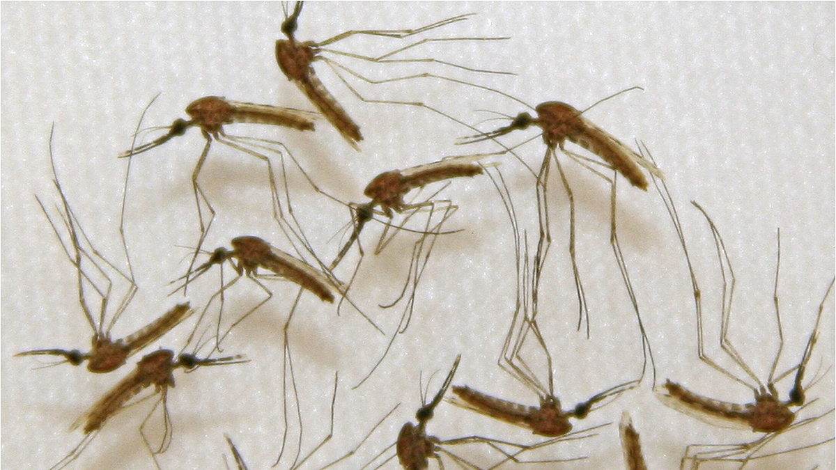 Malaria smittar genom myggor. 