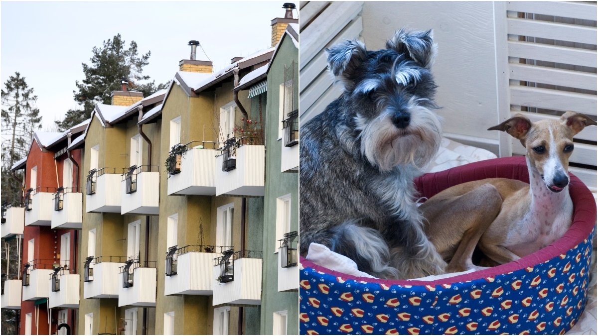 En kvinna i Sandvikens kommun hade så många hundar och kaniner att bostaden behövde totalrenoveras efter att hon vräkts.