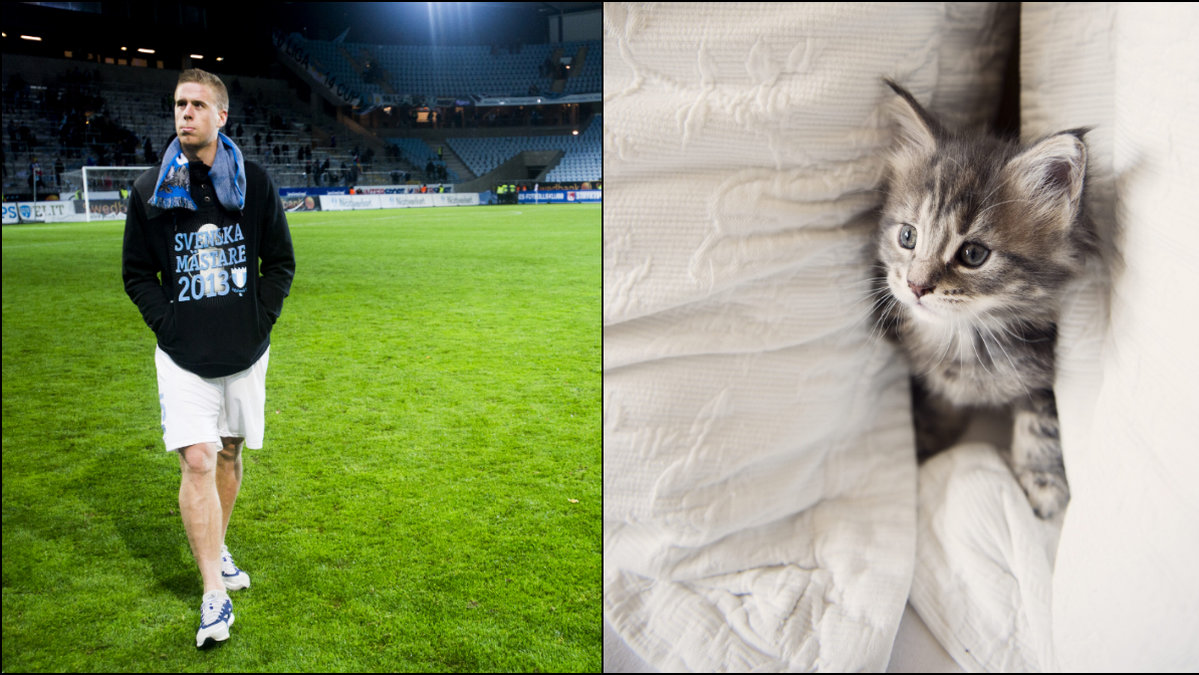 Malmö FF:s Pontus Jansson vill ha hjälp att hitta sin katt Minus. Katten på bilden är inte MFF-spelarens katt. 