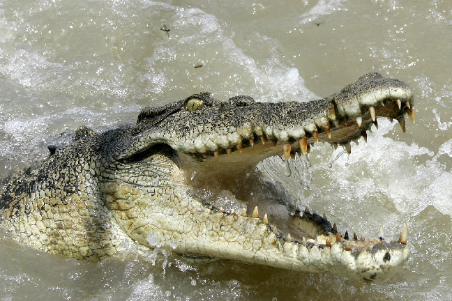 Krokodilen drog ner flickan i vattnet och svalde henne.