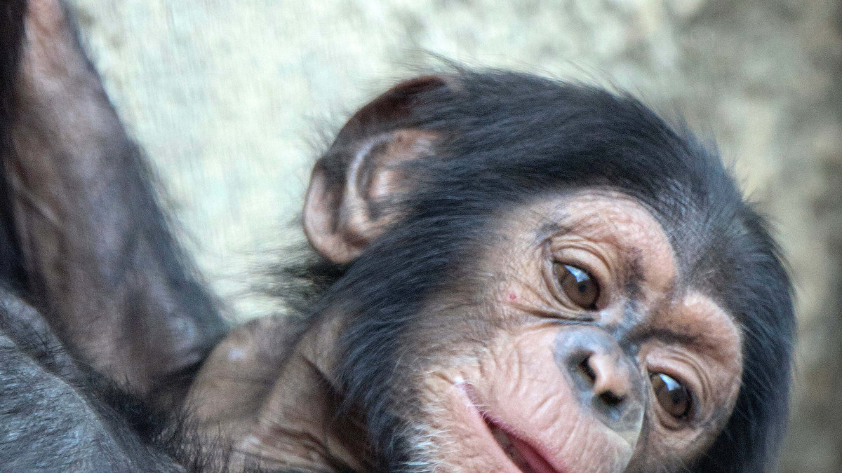 Det visade sig att schimpanser kan känna igen sig själva i en spegel. 