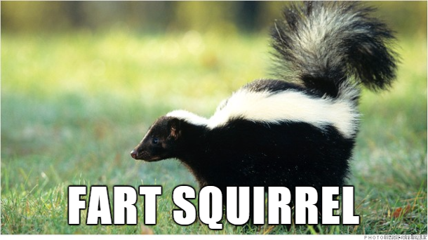 "Pruttkorre" är ett betydligt gulligare namn på det här djuret än skunk. "Pruttkorre" är ett betydligt gulligare namn på det här djuret än skunk.