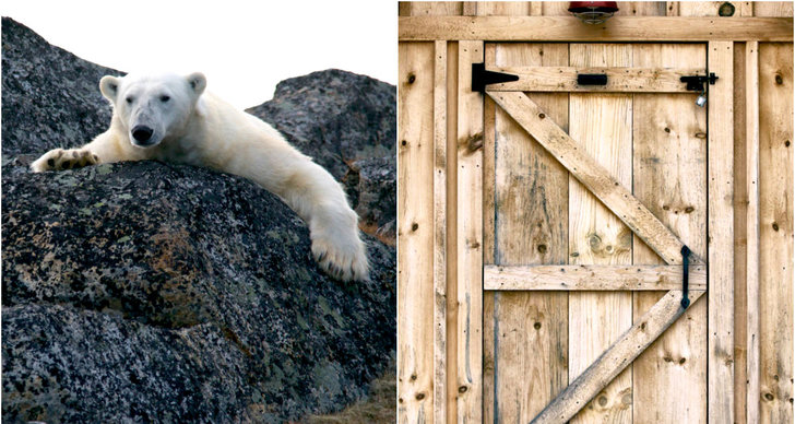 Isbjörn, Norge, Svalbard