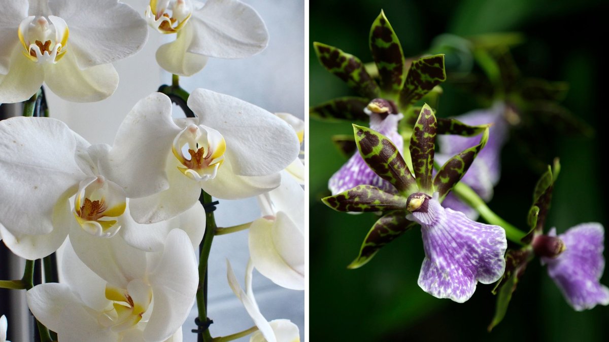 Det är inte särskilt svårt att sköta orkidéer.