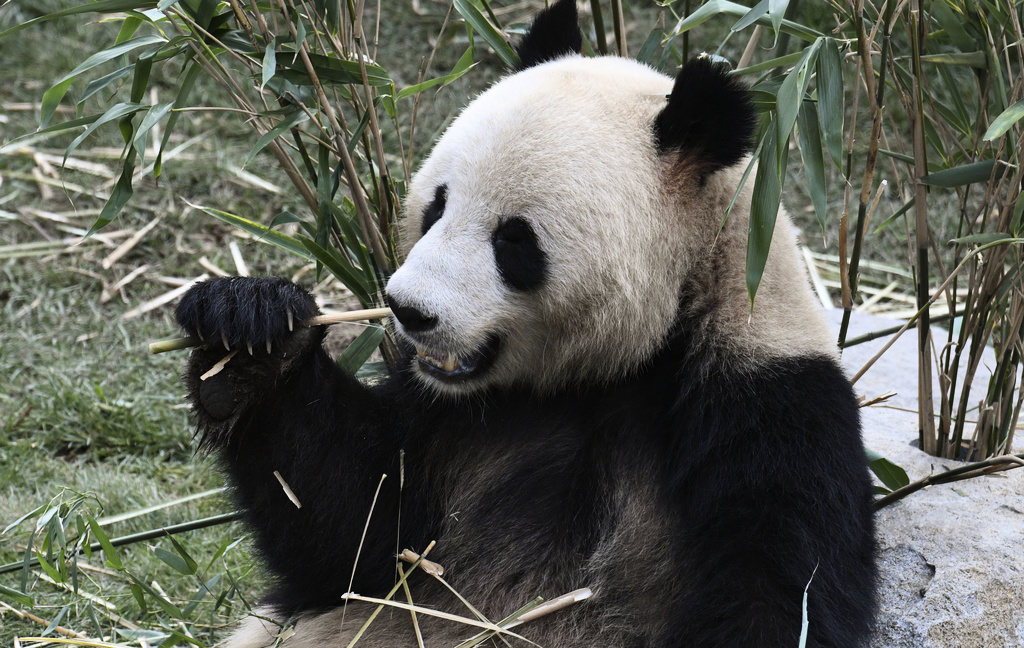 Köpenhamns zoo försöker förmå pandahanen Xing Er att para sig med honan Mao Sun. Arkivbild.