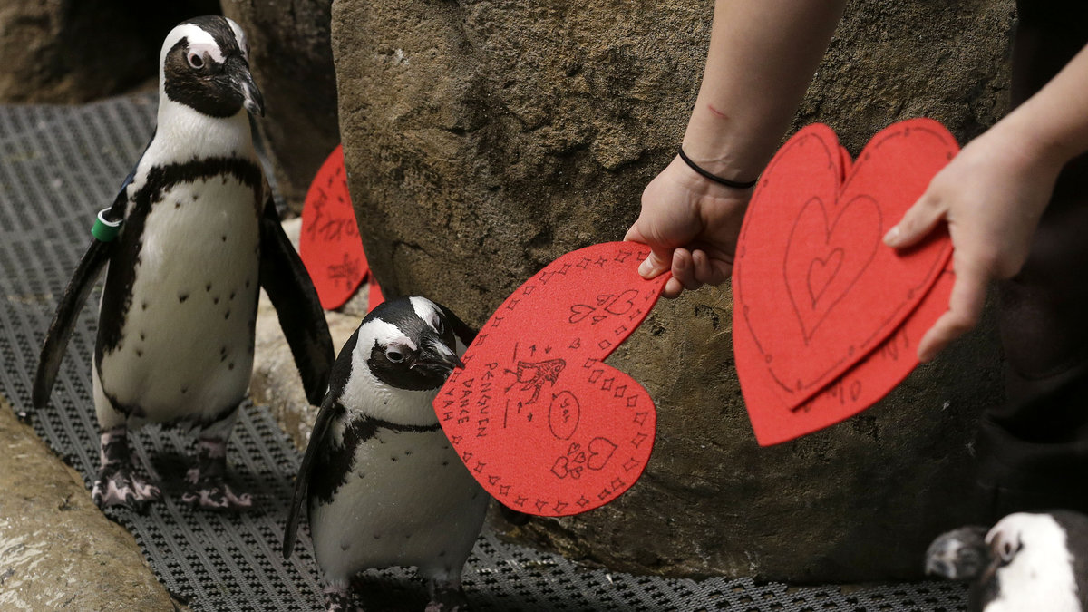 Även de afrikanska pingvinerna på San Franciscos zoo fick vara med och fira.