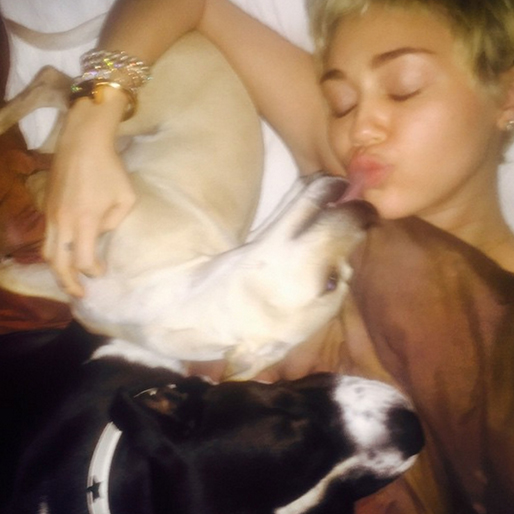Miley gosar med sina hundar. Miley gosar med sina hundar.
