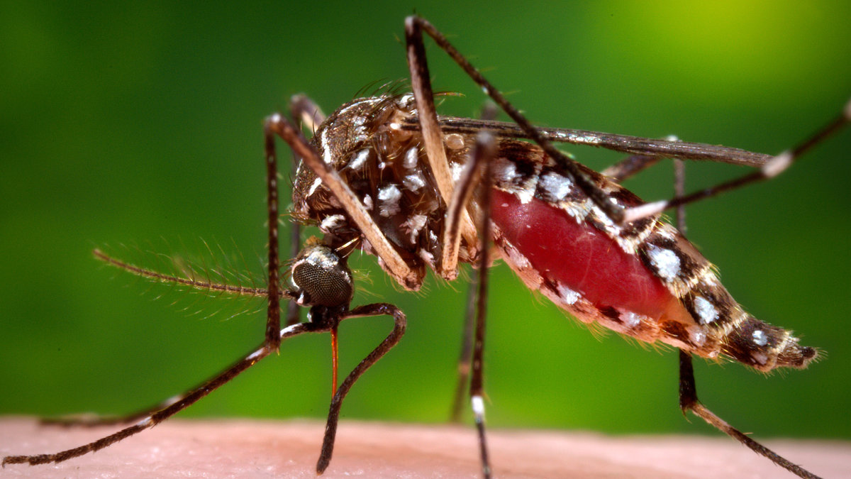 Viruset sprids av myggor. 