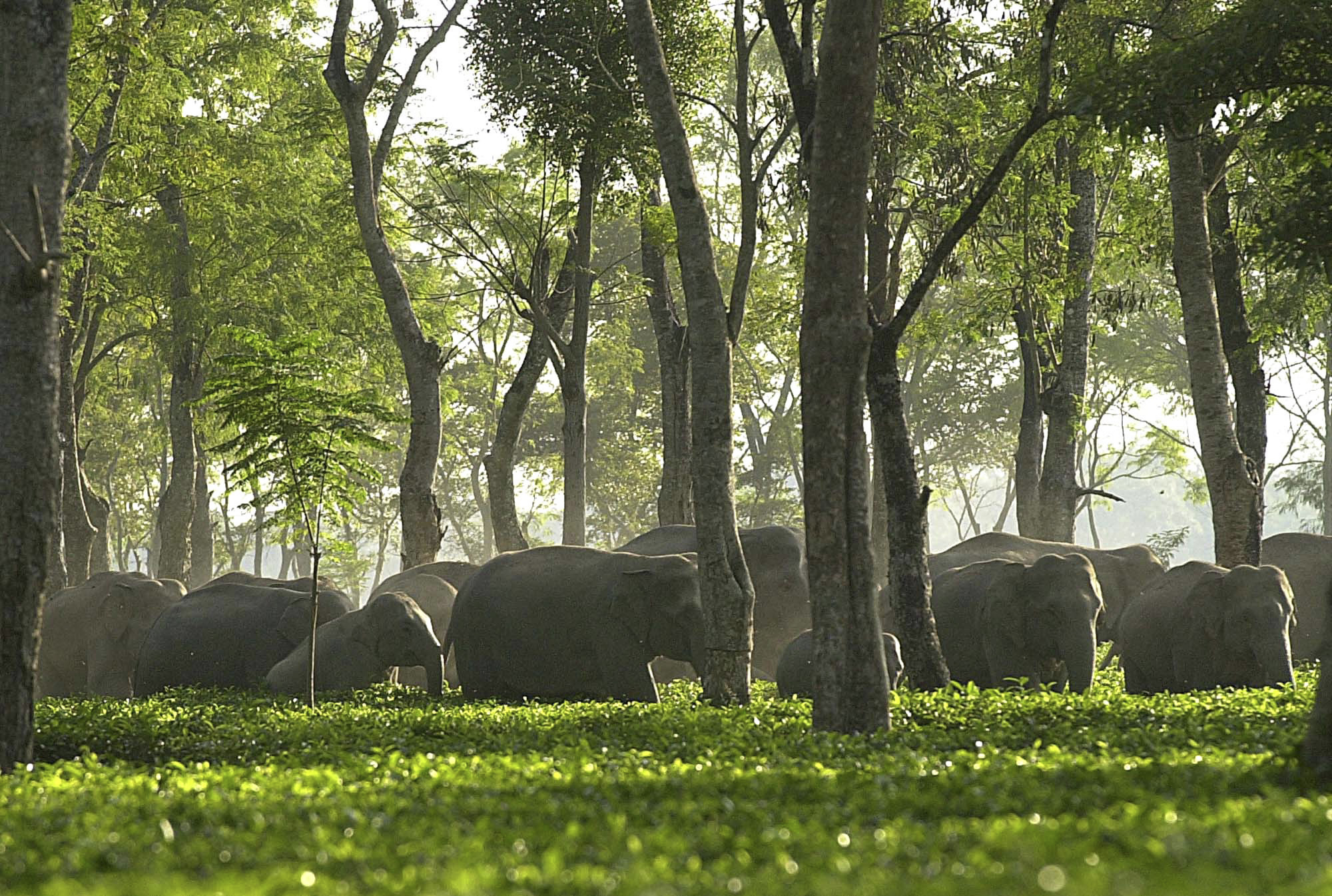Elefanterna lever tillsammans i grupper av honor och ungar. Grupperna består av cirka 20 individer, som är sociala och har starka familjeband. Vuxna tjurar lever ofta ensamma.