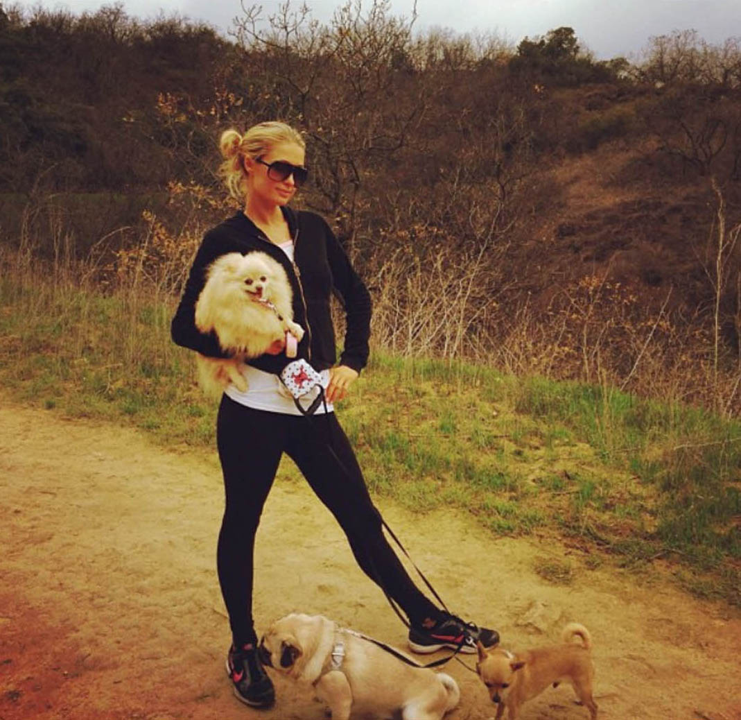 Paris Hilton är ute och går med hundarna. Paris Hilton är ute och går med hundarna.