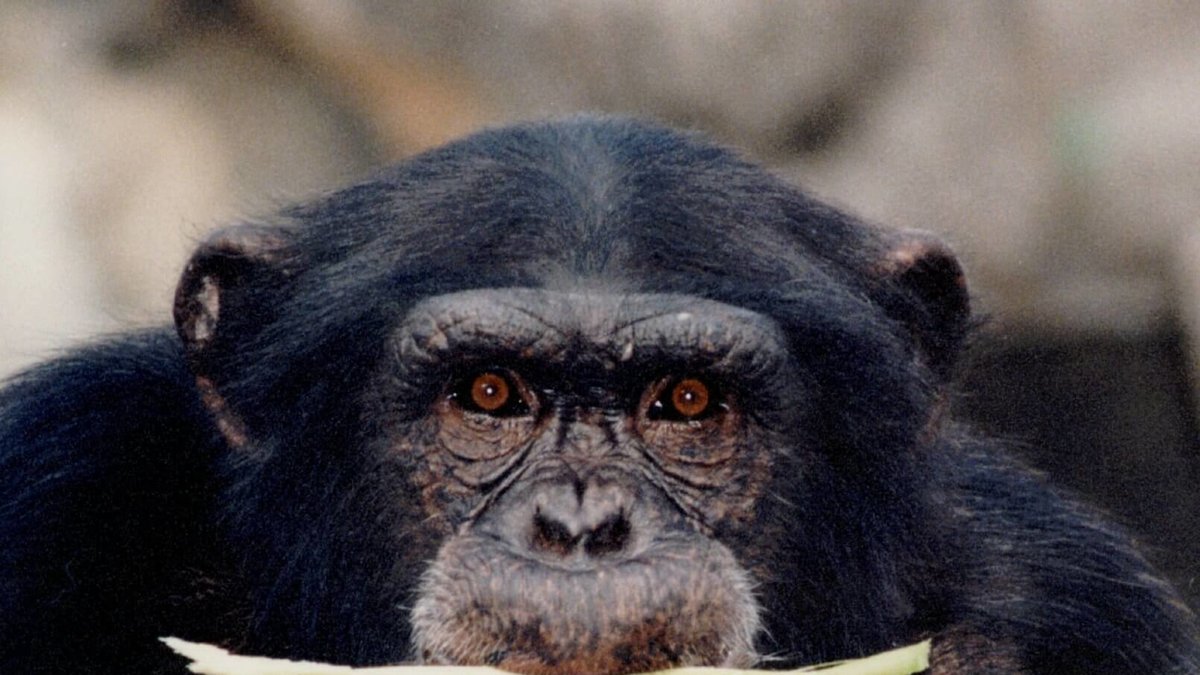 Ett test gjordes på schimpanser redan 1970. 