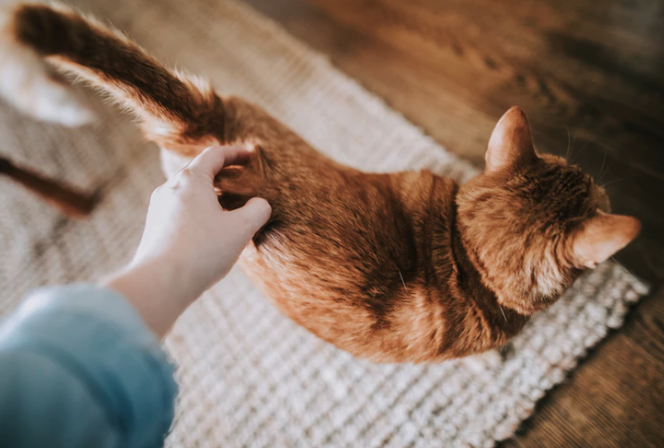 Kattmorden i Högsbo Kattmorden i Högsbo