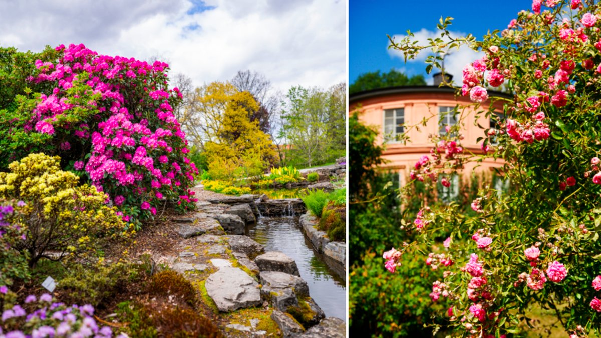 Det finns många vackra trädgårdar och parker i Sverige. 