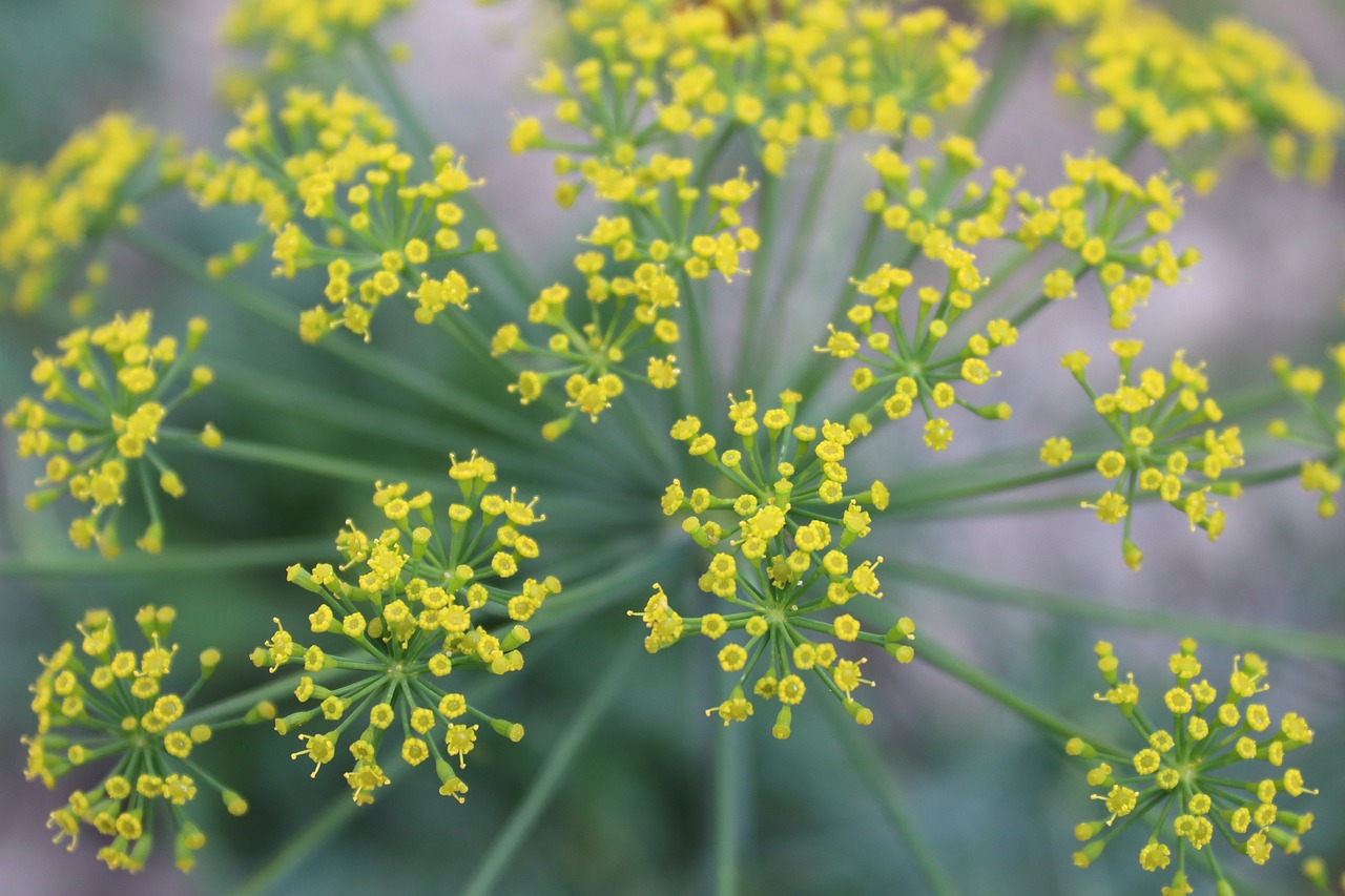 Dill Dill