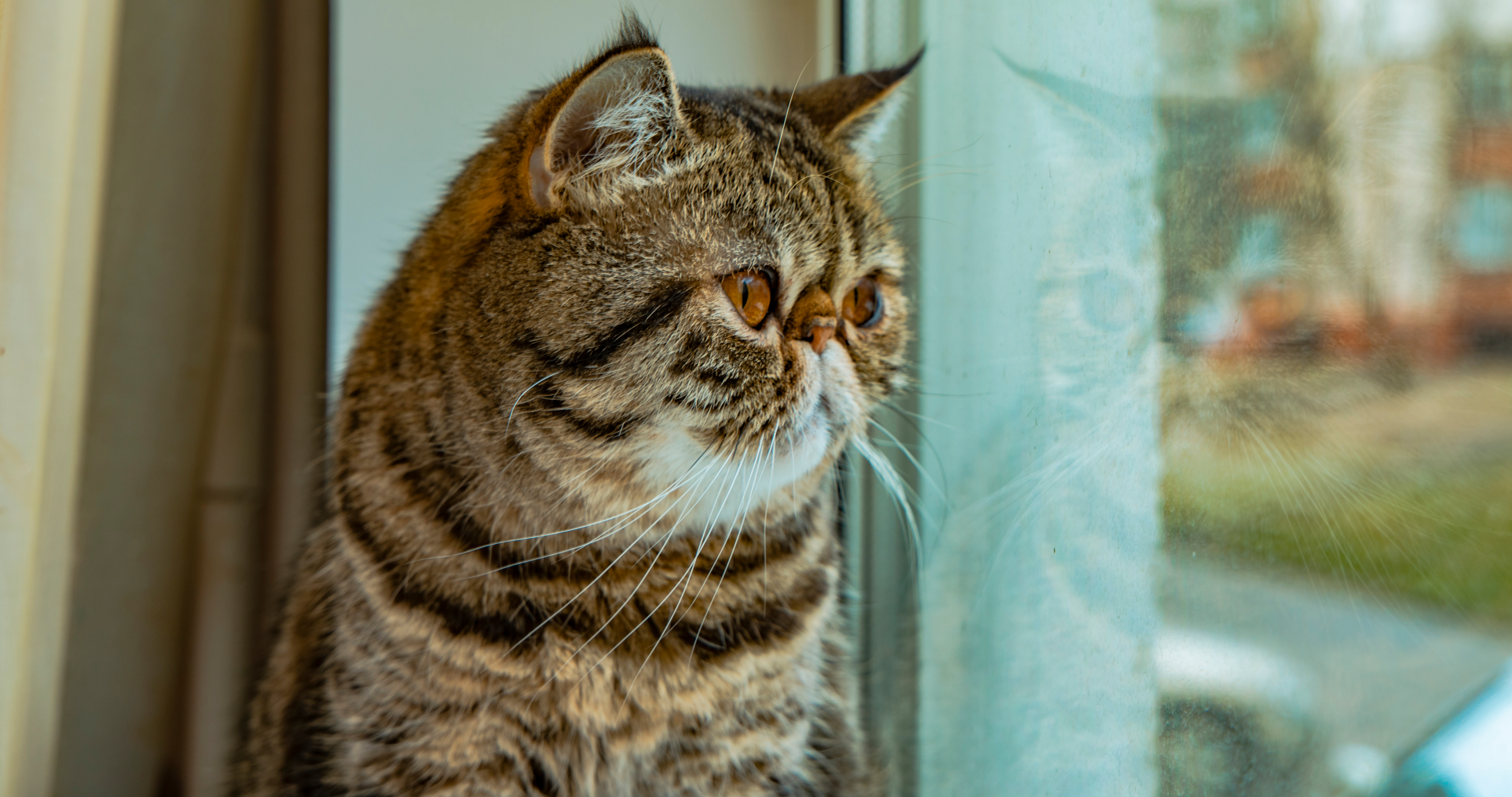 Katt Katt