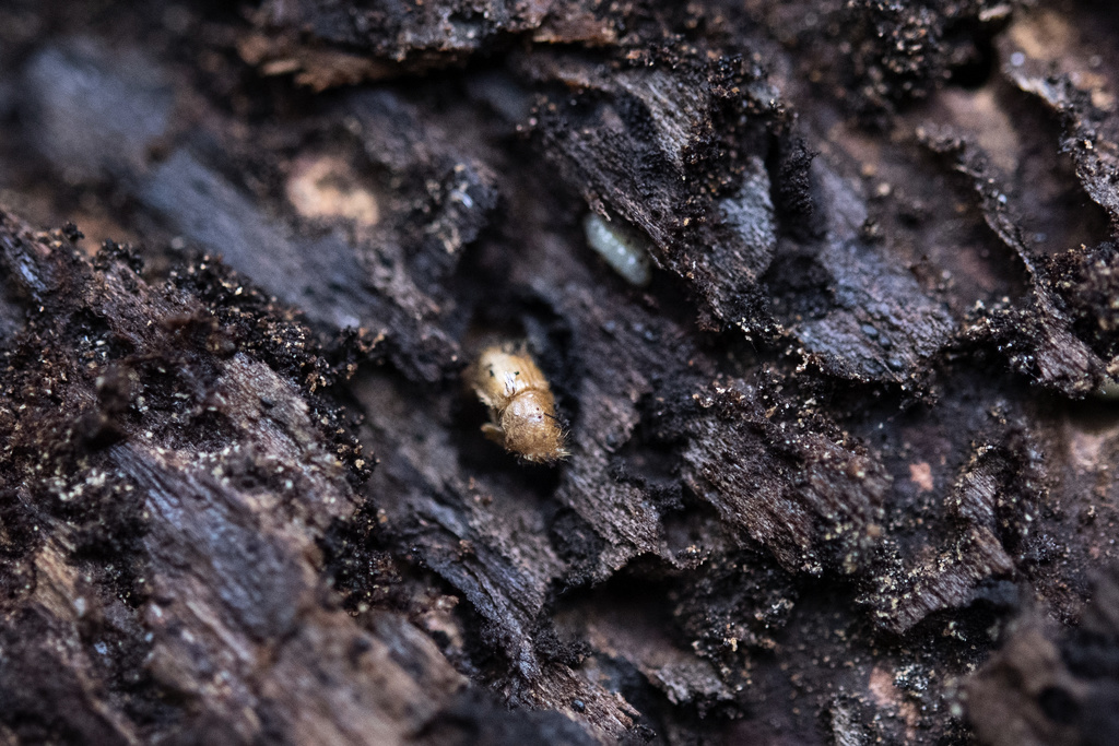 Granbarkborren orsakar skador för miljardbelopp i svenska skogar varje år. Arkivbild.