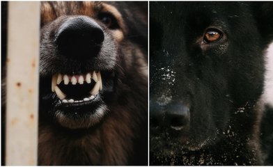 Förbuds efter flera attacker. Tas till Sverige. 