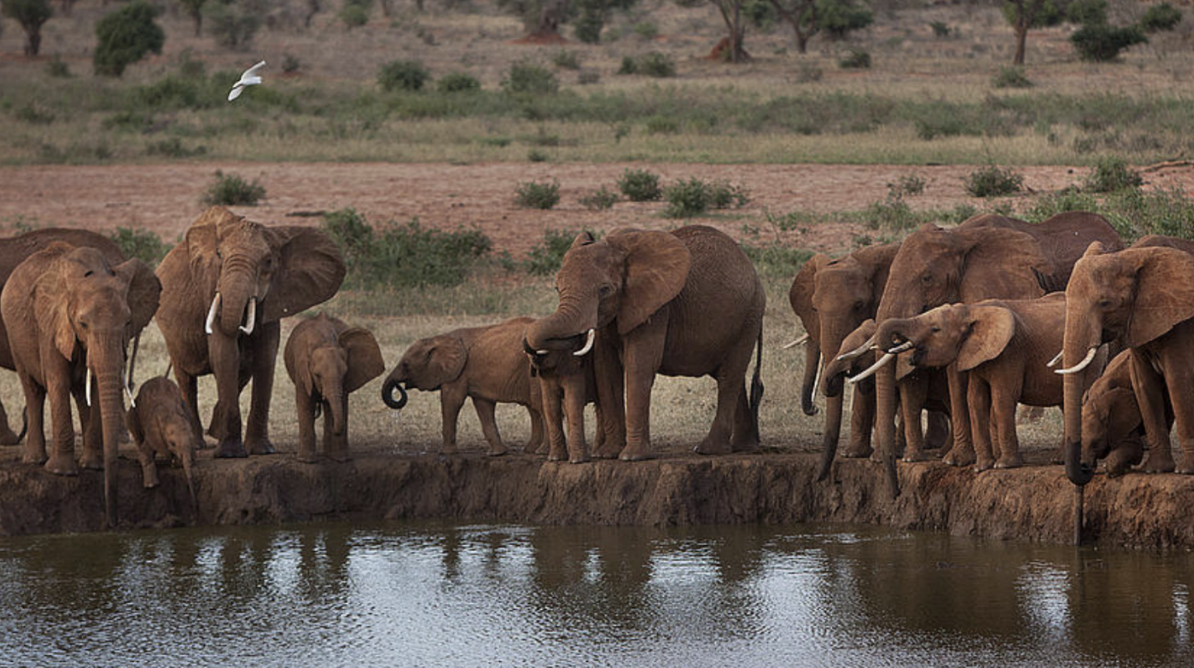 Elefanter, Elefant