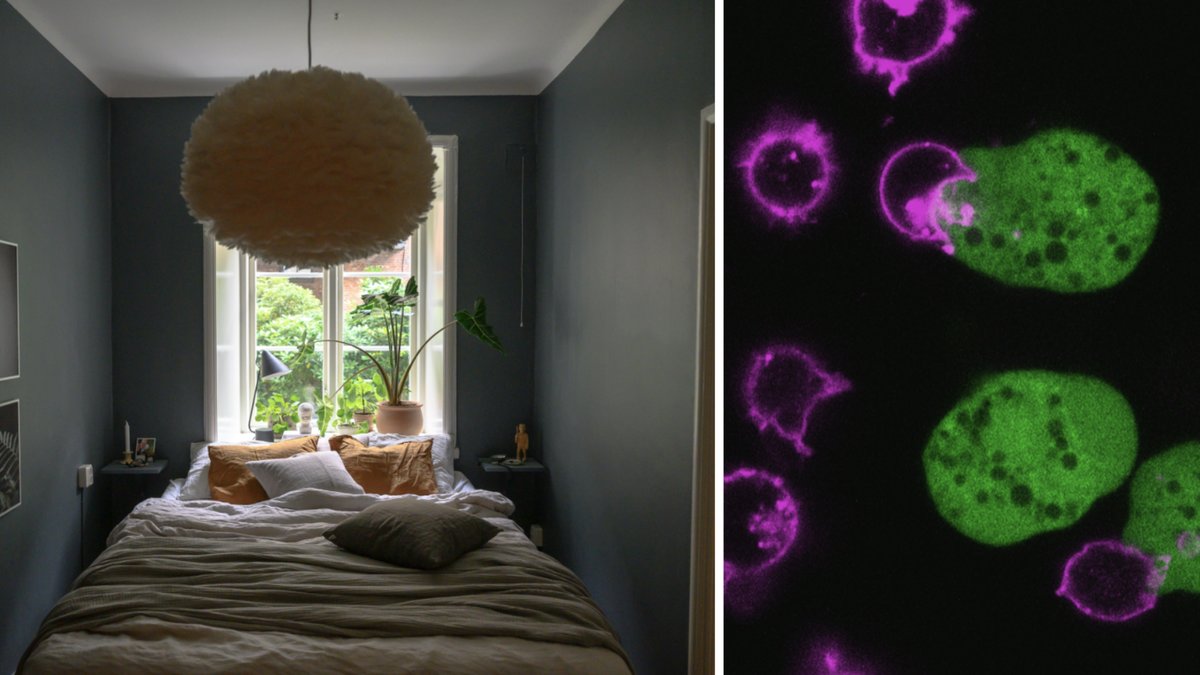 Visste du att det gömmer sig en riktig bakteriefälla i ditt sovrum? 