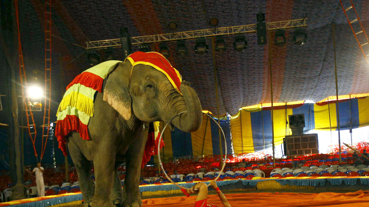Elefanten rymde från en cirkus.