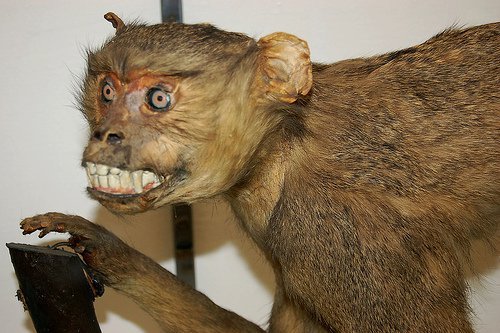 Monkey Business. Det gäller att hitta den rätta posen innan man blir uppstoppad. Du har nämligen bara en chans på dig. Monkey Business. Det gäller att hitta den rätta posen innan man blir uppstoppad. Du har nämligen bara en chans på dig.