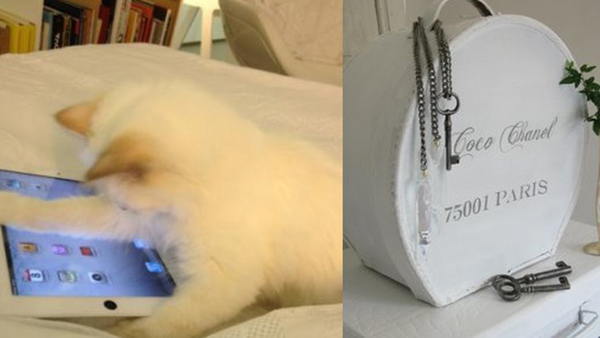Karl Lagerfelds katt Choupette twittrar med sin iPad och reser endast med Chanelväskor. 