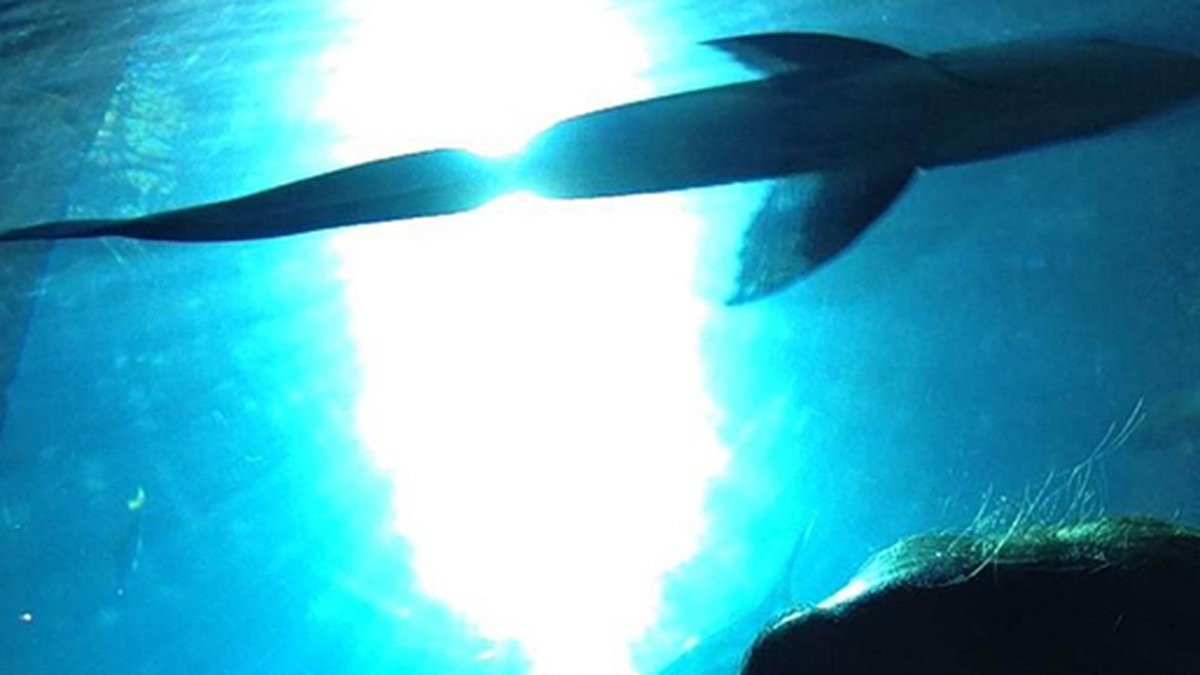 Heidi Klum har besökt Atlantis.