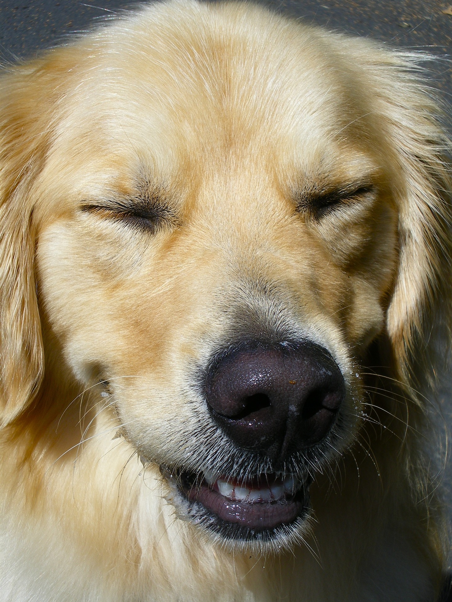 Hund Hund
