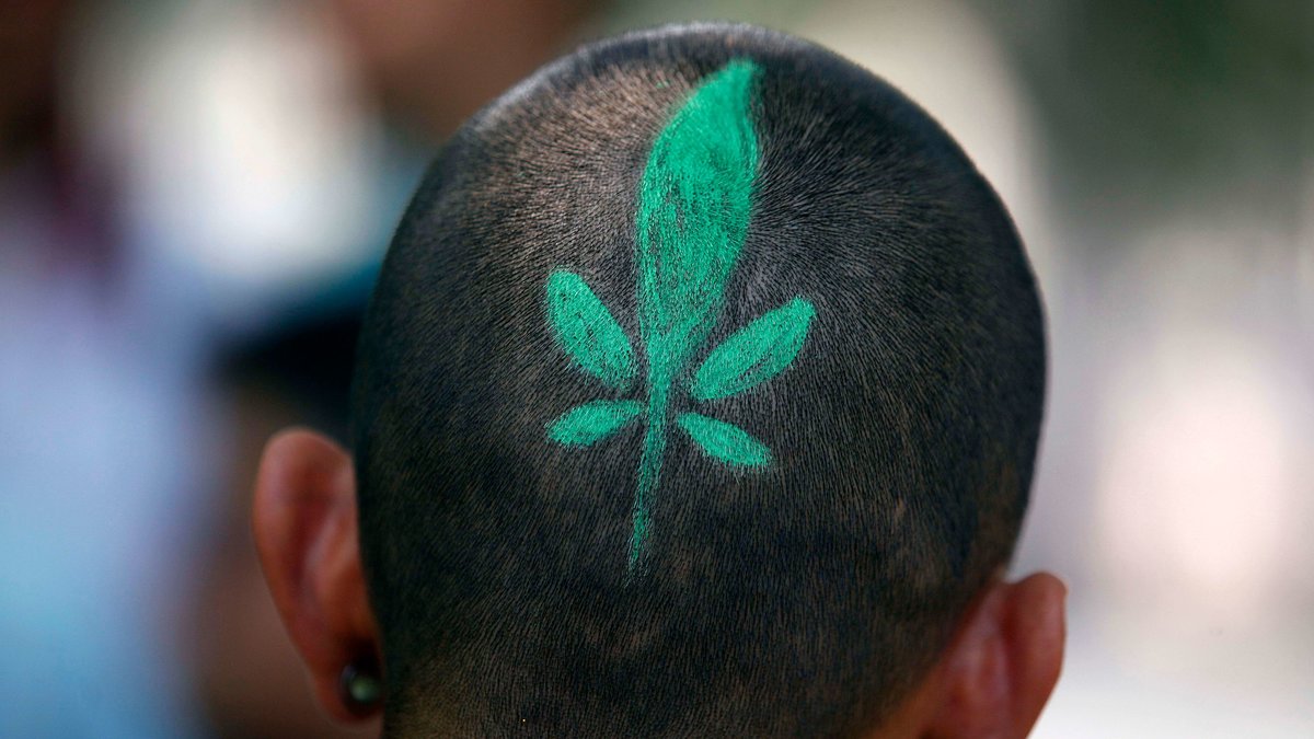 Nu diskuteras i flera länder om man ska legalisera cannabis eller inte.