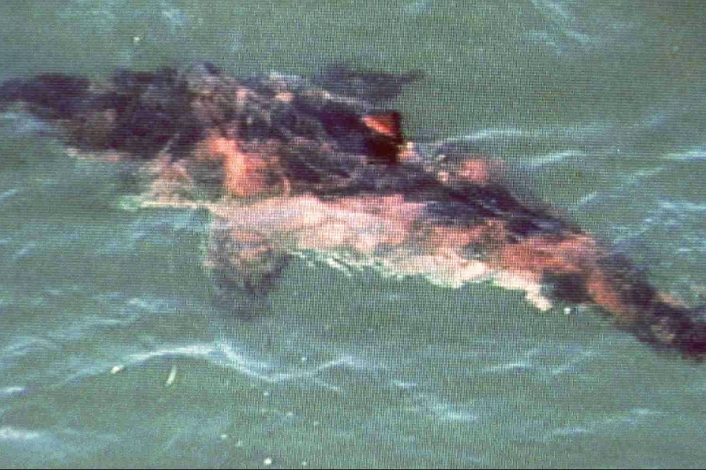 En haj attackerade två surfare 1997. Lyckligtvis överlevde båda surfarna attacken.