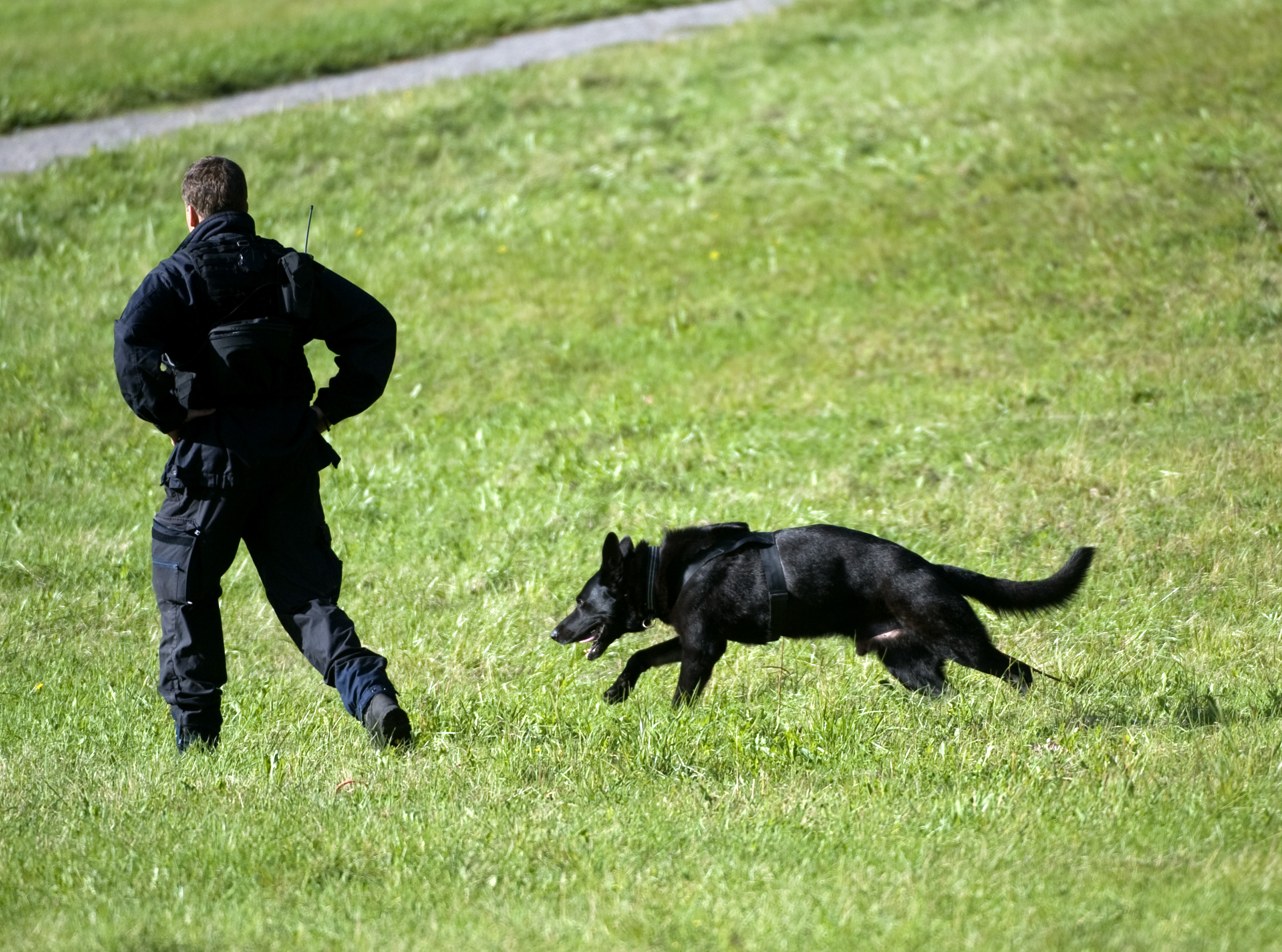 Polismannen var ute med sin hund när han plötsligt möttes av en pistolbeväpnad rånare. Bilden är inte kopplad till artikeln.